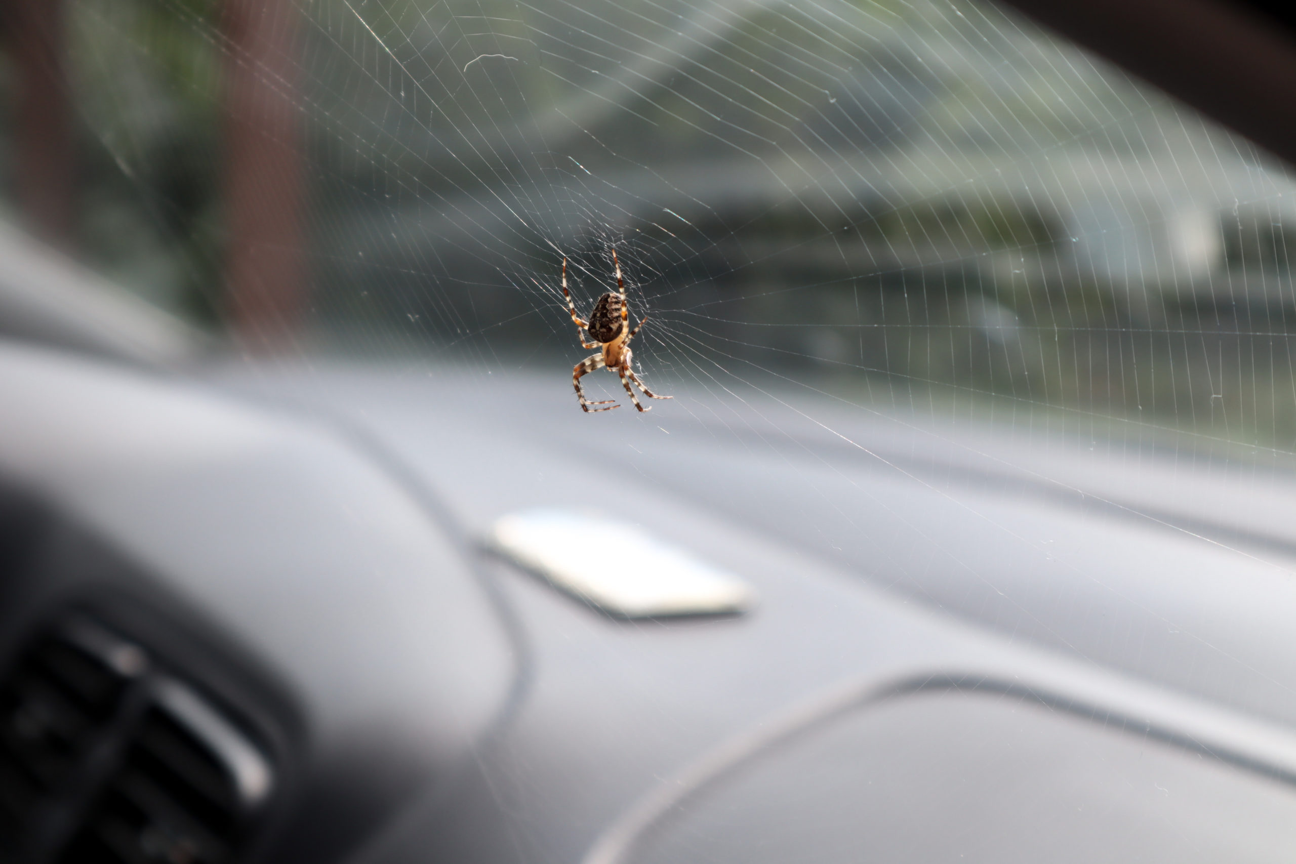 7 Steps on How to Get a Spider Out of a Car